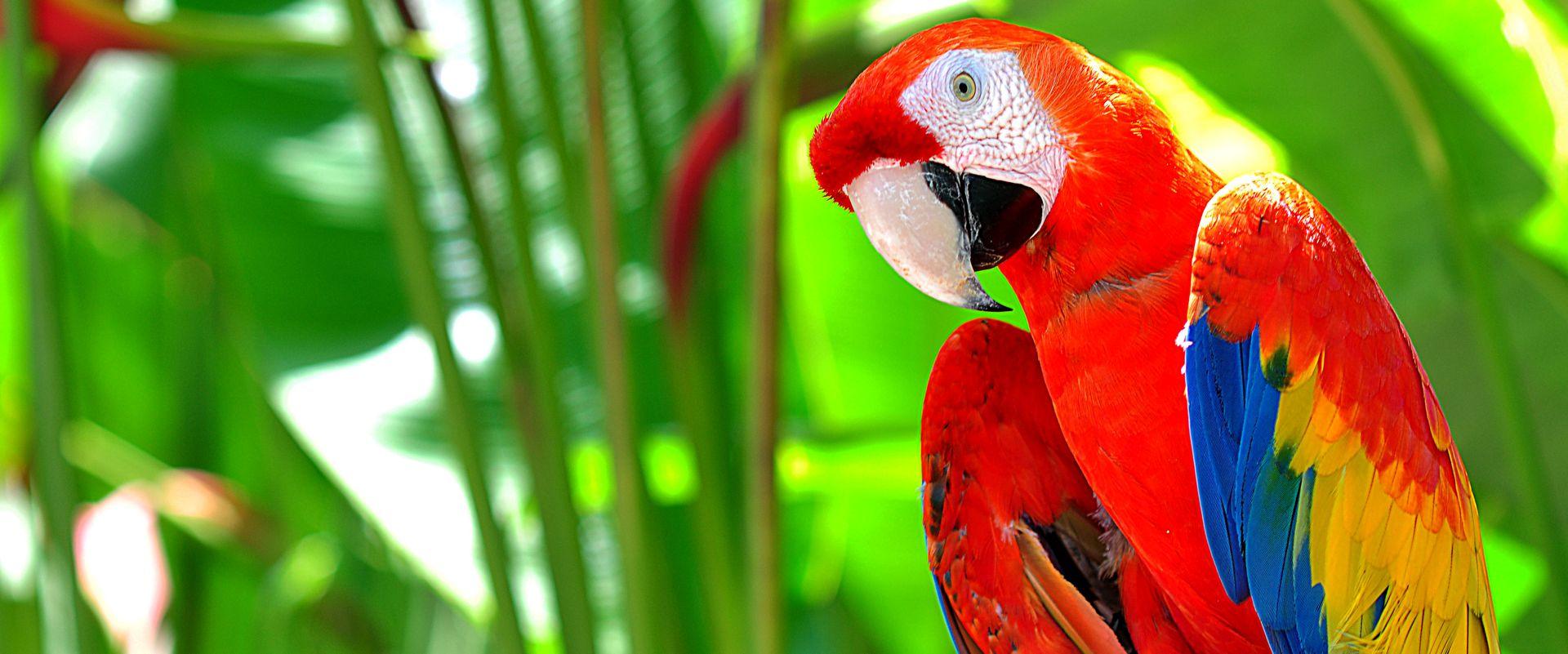 Firma Barwa Cosmetics adoptowała papugi z krakowskiego zoo